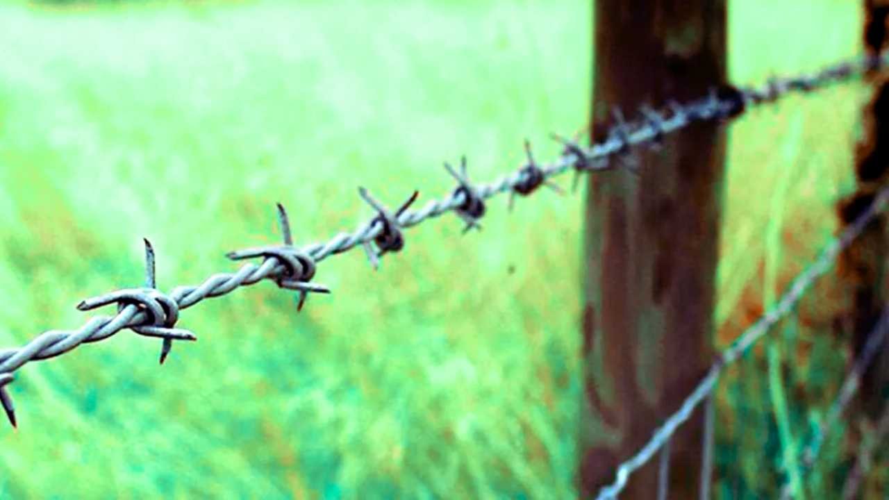 Farmers are guarding in shifts by installing net-wire